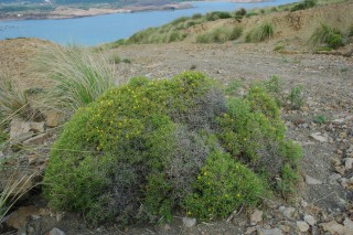 Femeniasia balearica