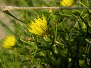 Femeniasia balearica