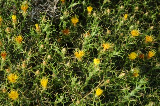 Femeniasia balearica