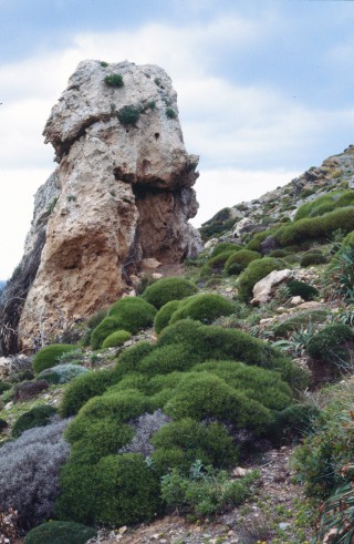 Femeniasia balearica