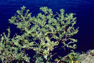 Medicago citrina