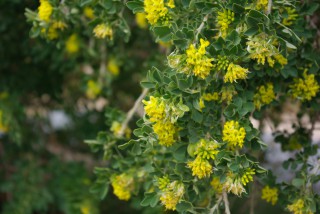 Medicago citrina