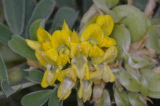 Medicago citrina