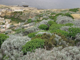 Helichrysum melitense