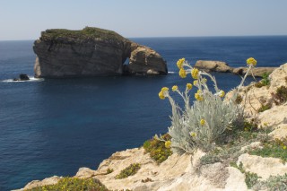 Helichrysum melitense