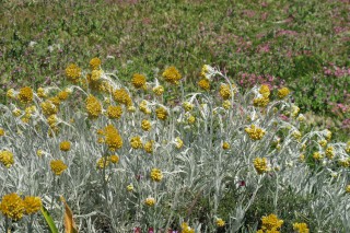 Helichrysum melitense