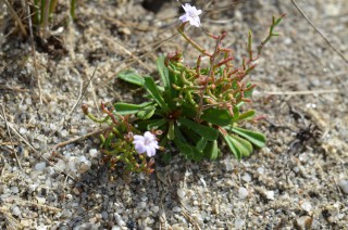 Limonium strictissimum