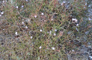 Limonium strictissimum