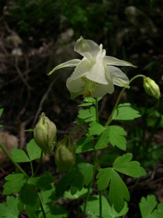 Aquilegia barbaricina