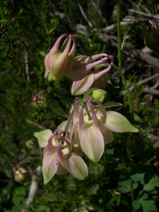 Aquilegia barbaricina
