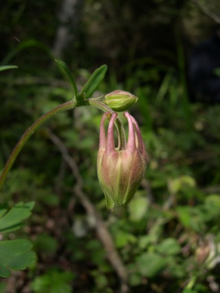 Aquilegia barbaricina