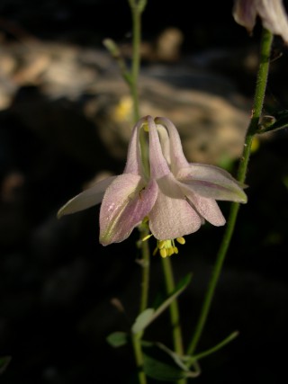Aquilegia barbaricina