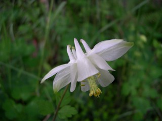 Aquilegia barbaricina