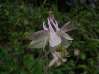 Aquilegia barbaricina