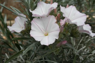 Convolvulus argyrothamnos