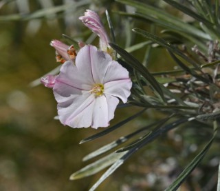 Convolvulus argyrothamnos