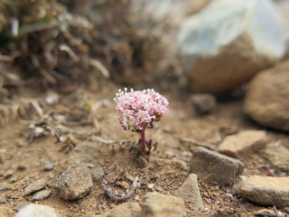 Horstrissea dolinicola