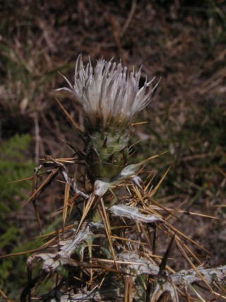 Lamyropsis microcephala