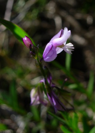 Polygala sinisica