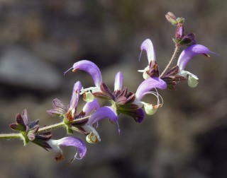 Salvia veneris
