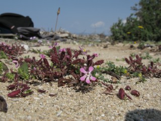 Saponaria jagelii