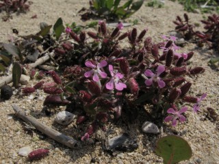 Saponaria jagelii