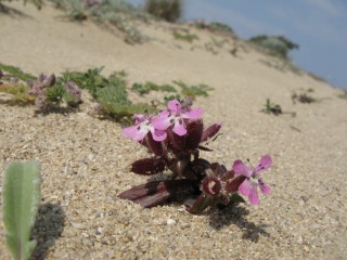 Saponaria jagelii