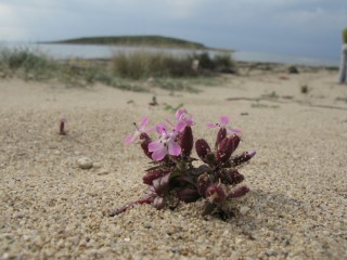 Saponaria jagelii