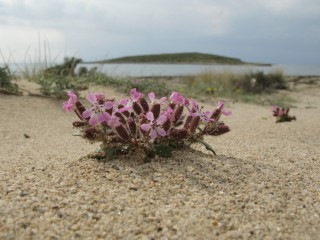 Saponaria jagelii