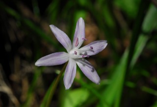 Scilla morrisii