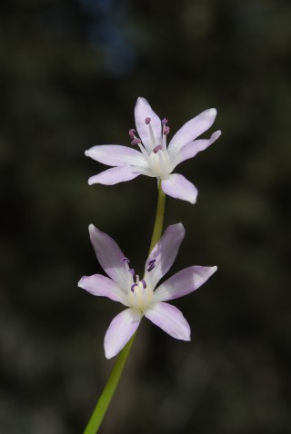 Scilla morrisii