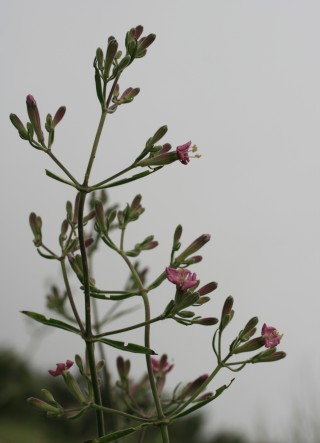 Silene hicesiae