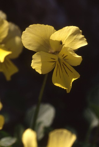 Viola ucriana