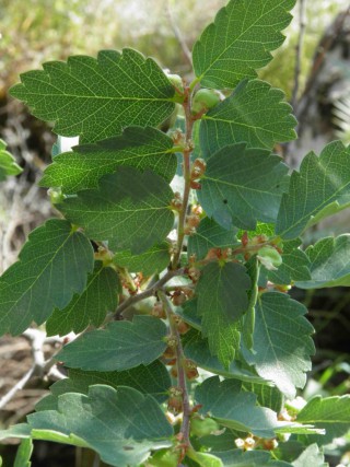 Zelkova sicula