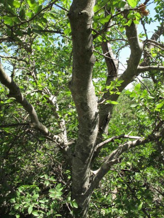 Zelkova sicula