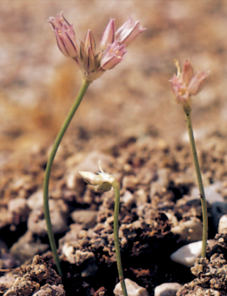 Allium calamarophilon