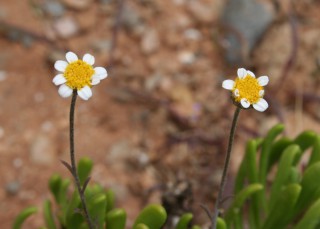 Anthemis glaberrima
