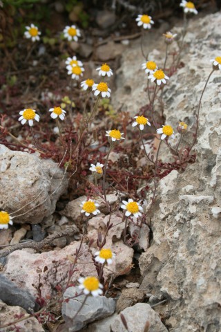 Anthemis glaberrima