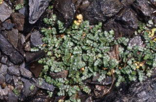 Apium bermejoi